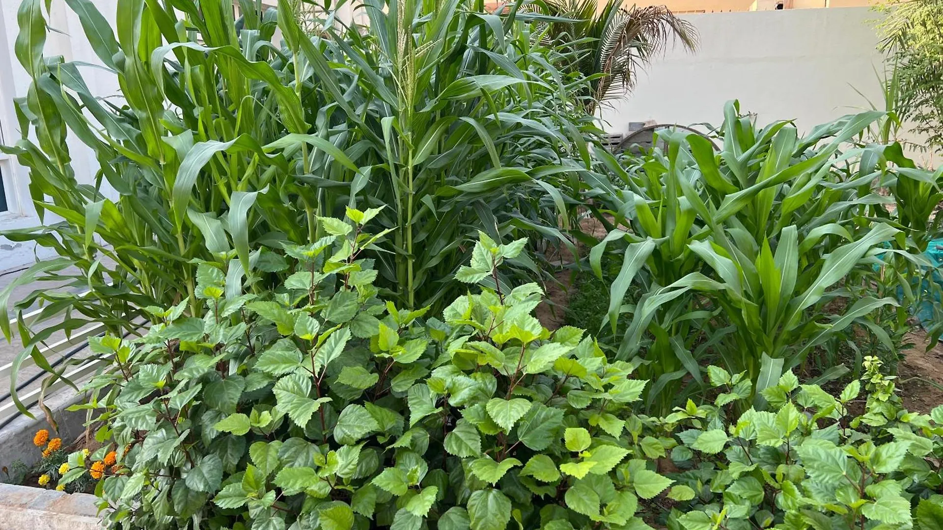منزل للإقامة Alhosani Property أبو ظبي